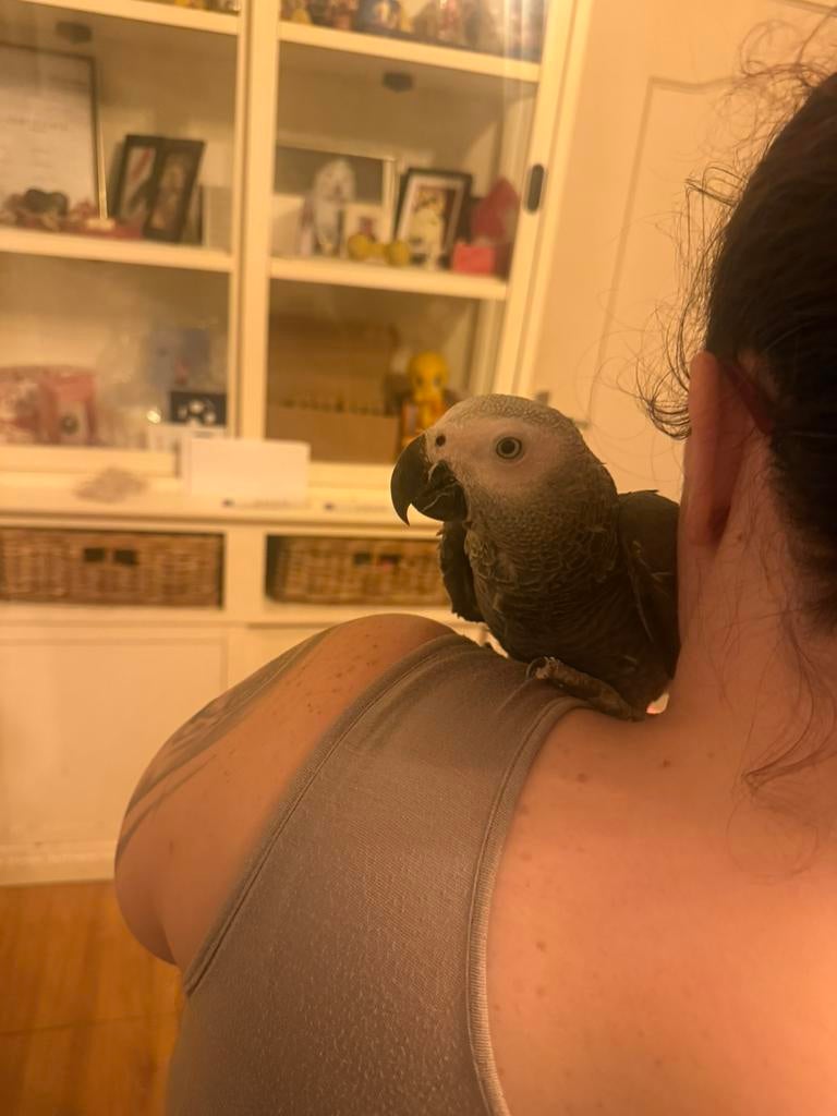 Grijzeroodstaart man jaco 1 jaar, Mannelijk, Papegaai, Pratend