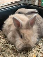 Mooie jonge dwergkonijntjes, Dieren en Toebehoren, Meerdere dieren, Klein, 0 tot 2 jaar