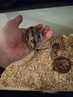 Rusische dwerghamster   te koop. Zelf op halen, Dieren en Toebehoren, Knaagdieren, Januari, Hamster, Tam