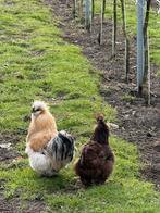 Zijdehoentjes, Dieren en Toebehoren