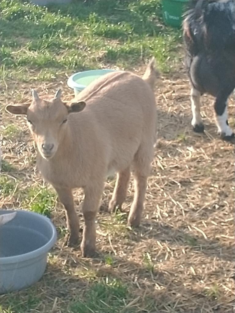 Dwerggeitjes te koop, Dieren en Toebehoren, Geit, 0 tot 2 jaar
