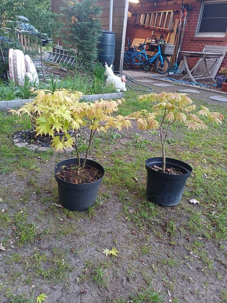 2 acer, Tuin en Terras, Ophalen