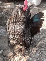Ukkelse Baardkriel - haan - zwartwit gepareld, Dieren en Toebehoren, Mannelijk, Kip