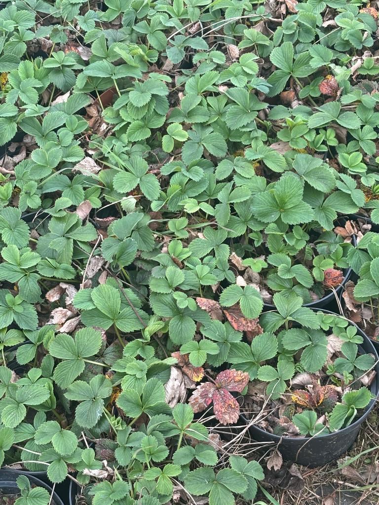 Aardbeiplanten, Tuin en Terras, Verzenden, Fruitplanten