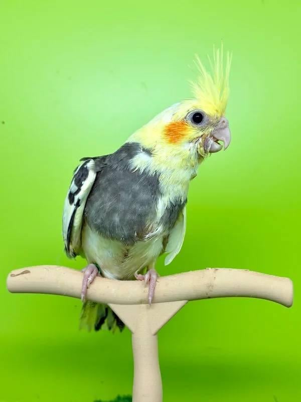 Verschillende EAM-valkparkieten om te reserveren, Geslacht onbekend, Parkiet, Geringd