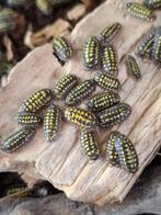 Isopods - Armadillidium gestroi, Autres espèces