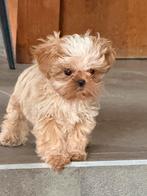 Chiots Lhassa apso petit modèle, Animaux & Accessoires, Chiens | Chihuahuas & Chiens de compagnie, Autres races, Plusieurs, Hépatite contagieuse (maladie de Rubarth)
