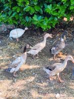 Broedeieren loopeenden