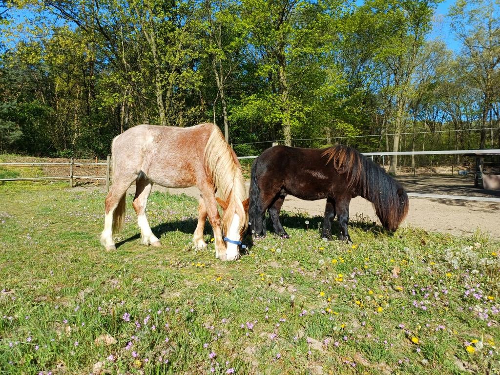 Welsh ruin 2 jaar met afstammelingen, Met stamboom, Ruin, 0 tot 2 jaar, B pony (1.17m tot 1.27m)