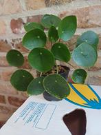 Plante à crêpes, Enlèvement ou Envoi, En pot, Ombre partielle, Moins de 100 cm