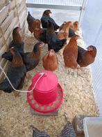 poules noir harco Action 5+1 et 10+3 GRATUIT, Animaux & Accessoires, Volatiles, Femelle, Poule ou poulet