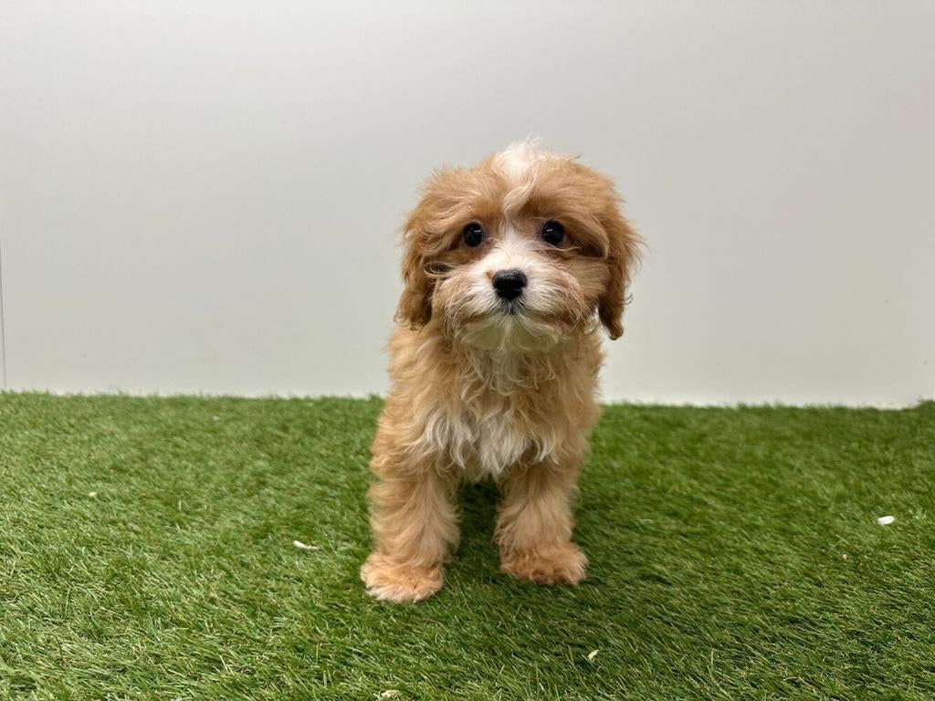 Cavapoo pups, België, 8 tot 15 weken, Parvo, Meerdere