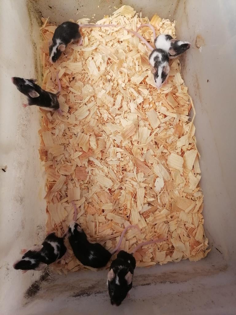 kleurmuizen zwartbont, Maart