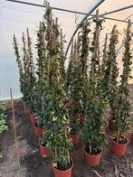 Toscaanse jasmijn, Tuin en Terras, Ophalen