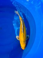 5 mooie Japanse koi, Dieren en Toebehoren, Karper of Koi