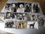 lot van 125 postkaarten honden uit verzameling, Verzamelen, Postkaarten | Dieren, Ophalen, Ongelopen, Hond of Kat