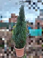 Blauwe Californische cipres - wintergroene boom - 2m, Tuin en Terras, Ophalen