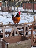 Vorwerk haan, Dieren en Toebehoren, Pluimvee