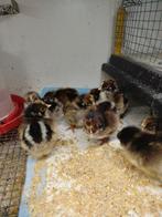 Kuikentjes barnevelders, Dieren en Toebehoren, Pluimvee