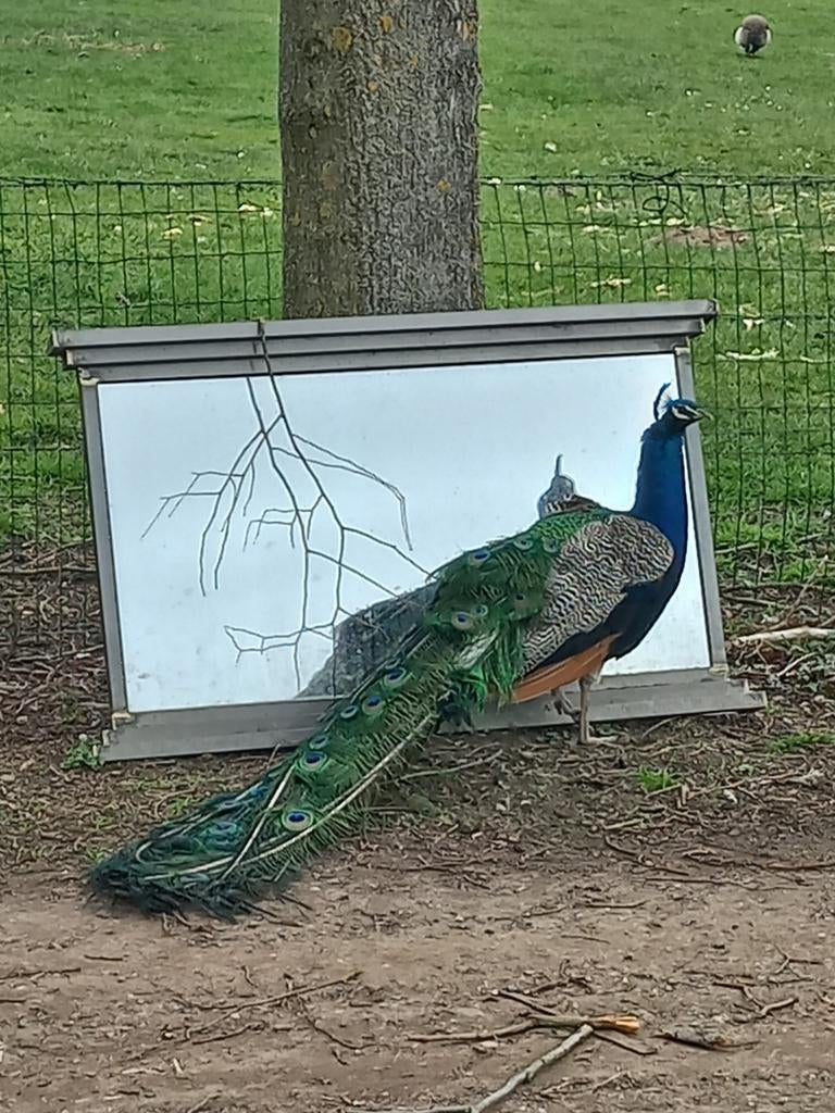 Blauwe pauw hanen, Mâle, Oiseau tropical