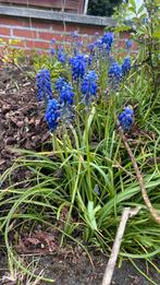 Blauwe druifjes moet dringend weg, Ophalen