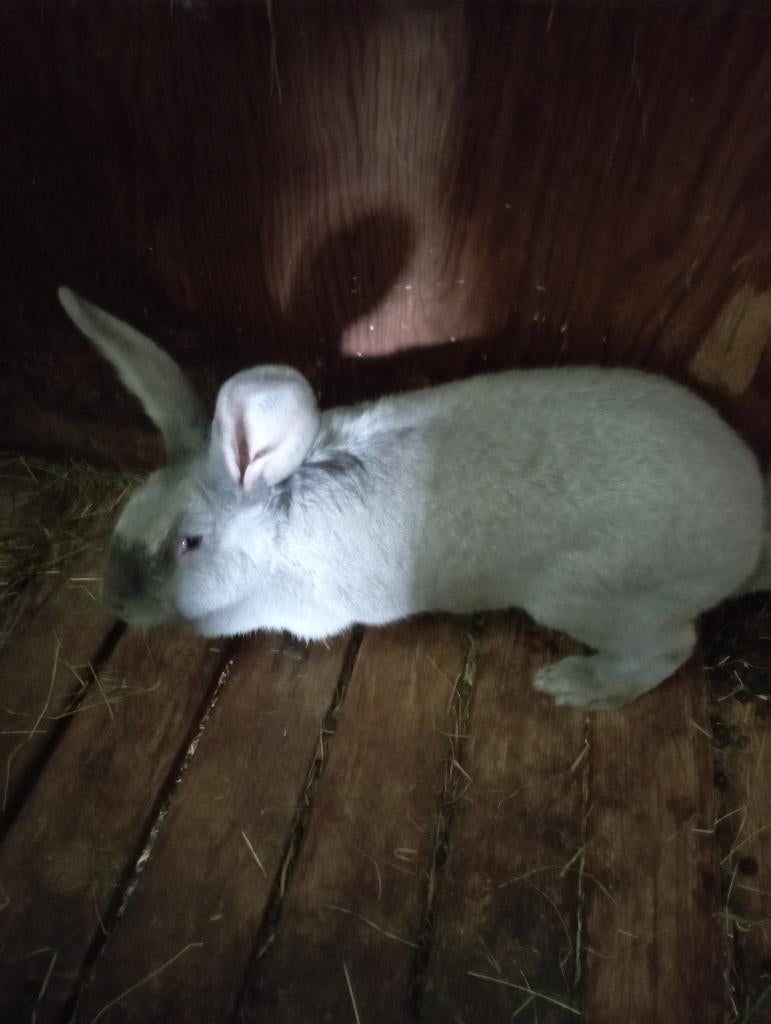 Koppel blauw van Sint Niklaas, Dieren en Toebehoren, Konijnen, Middelgroot, Meerdere dieren