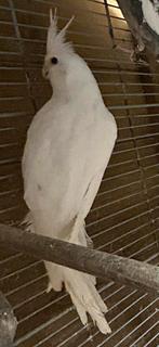 Valkparkieten 2025 (volledig wit), Dieren en Toebehoren, Vogels | Parkieten en Papegaaien, Geringd