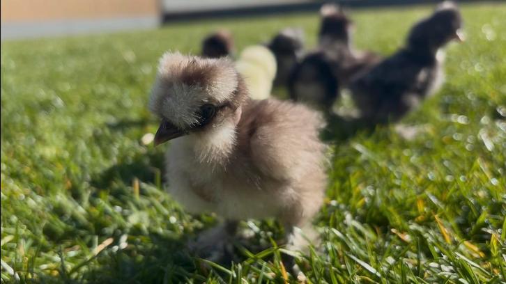 USA zijdehoen kuikens, Dieren en Toebehoren, Pluimvee, Kip, Geslacht onbekend
