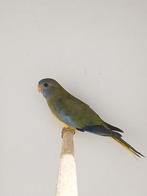 Perruches splendides 2025, Plusieurs animaux, Perruche, Bagué