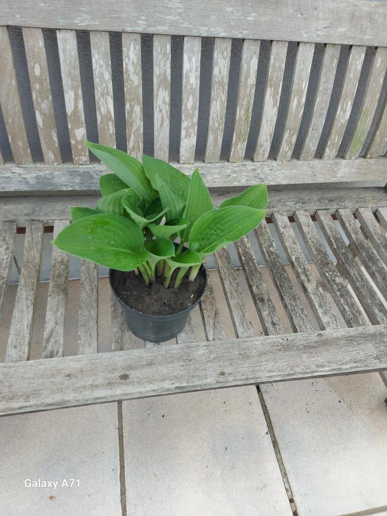 hosta's, Tuin en Terras, Ophalen