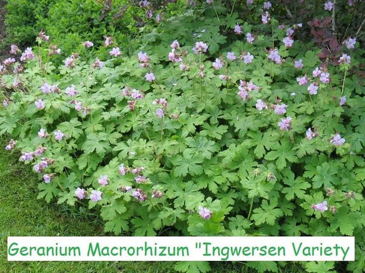 Geranium macrorhizzum "Ingwersen's Variety", Tuin en Terras, Planten | Tuinplanten, Vaste plant, Bodembedekkers, Halfschaduw, Lente
