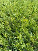 ‼️thuja plicata atrovirens aan onklopbare prijzen ‼️, Enlèvement