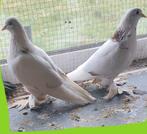 Duiven, Animaux & Accessoires, Volatiles