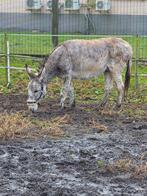 Ezel ruin, Hongre, Débourré