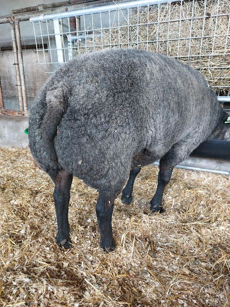Zeer goede blauwe texel ram, Dieren en Toebehoren, Mannelijk, Schaap, 0 tot 2 jaar