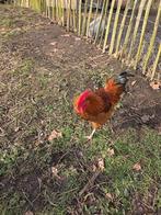 2 gratis hanen regio zarren