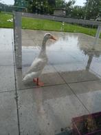 Broedeieren van witte Indische loopeenden.