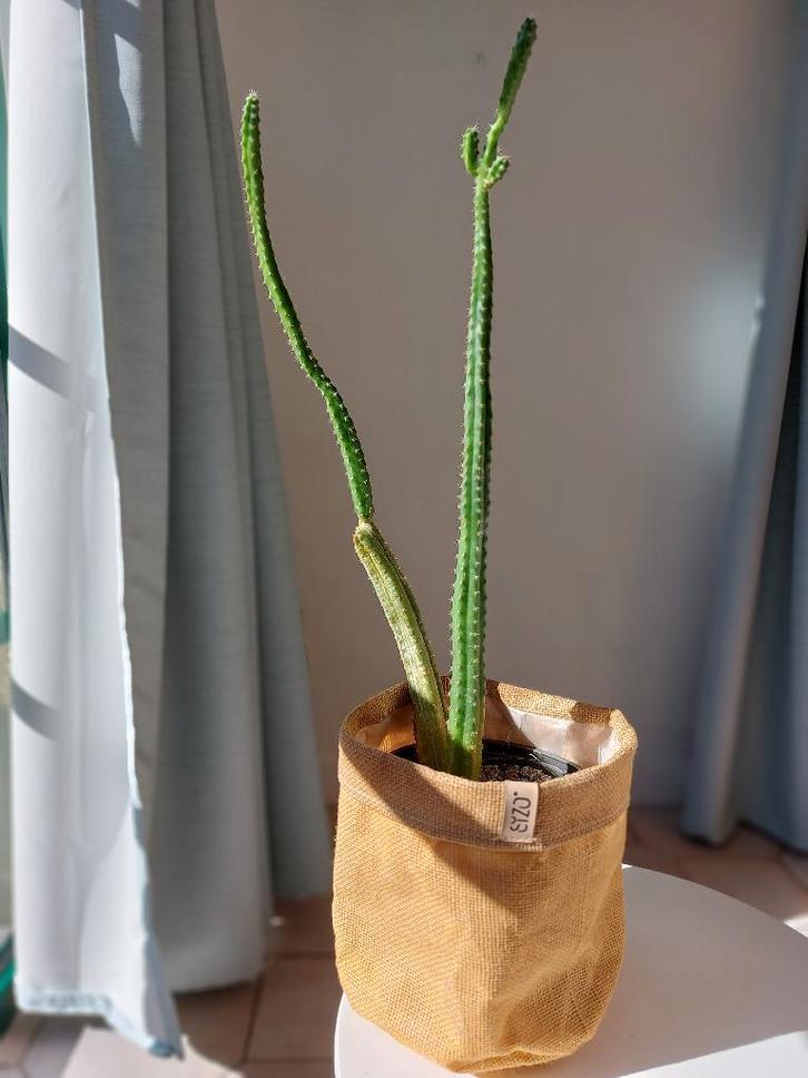 Cactus à la mescaline San Pedro - 2 x 50 cm - en pot, Maison & Meubles, Plantes d'intérieur, Cactus, Moins de 100 cm, Plante verte