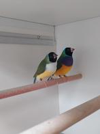 Gouldamadines  bewezen  koppel, Dieren en Toebehoren