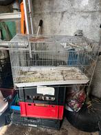 Kweekkooi, Dieren en Toebehoren, Ophalen, Zo goed als nieuw