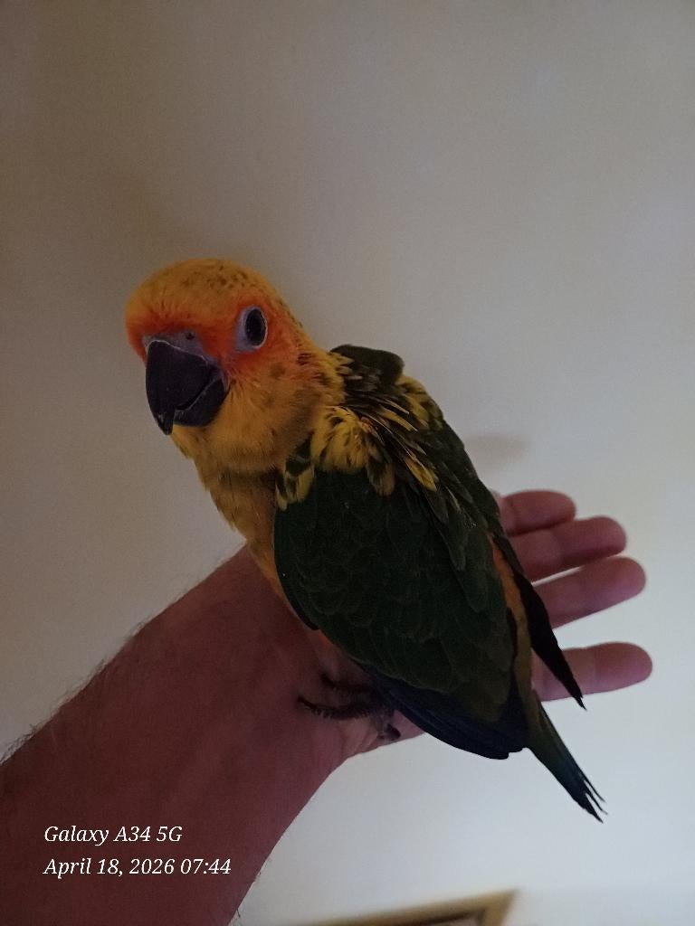 perruches solaires eam presque sevré, Animaux & Accessoires, Oiseaux | Perruches & Perroquets, Perruche, Domestique, Bagué
