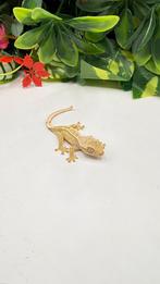 Gecko a crete wimpergekko, Animaux & Accessoires, Reptiles & Amphibiens