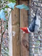 Roodkuifkardinaal man te koop, Mâle, Oiseau tropical, Bagué