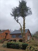 Travaux d'abattage / démontage / élagage d'arbres, Enlèvement