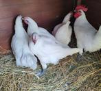 Broedeieren Bressekip/Poule de Bresse, Dieren en Toebehoren