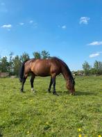 Fokmerrie/recreatiepaard te koop, Animaux & Accessoires, Jument, Cheval de récréation