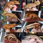8 mooie jonge wimpergekko's/crested geckos, mannen + vrouwen, Lézard, 0 à 2 ans