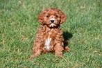 Chiots Cavapoo à vendre, 15 semaines à 1 an, Étranger, Petit, Hépatite contagieuse (maladie de Rubarth)