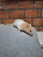 Jonge goudhamsters handtam verschillende kleurtjes, Domestique