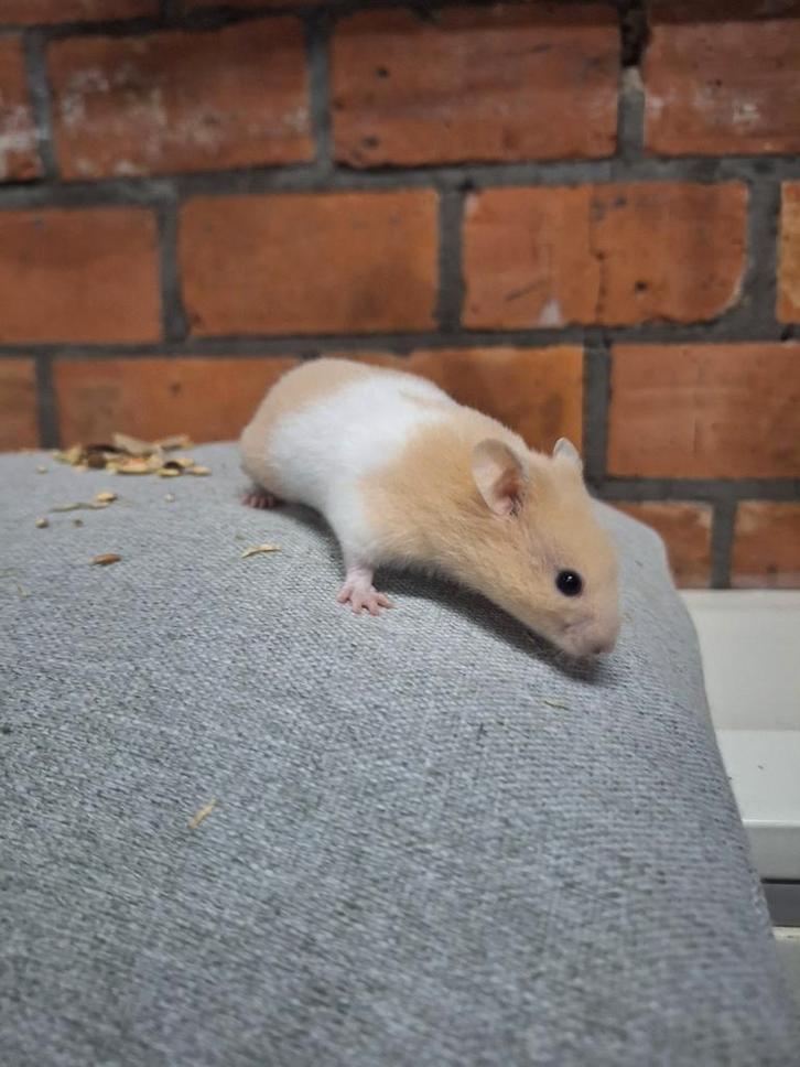 Jonge goudhamsters handtam verschillende kleurtjes, Animaux & Accessoires, Oiseaux | Oiseaux Autre, Domestique